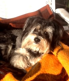 Bobby Liegestuhl 12.Feb. 2016