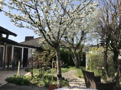 Obstbaumblüte 2020