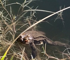 Kröten im Teich