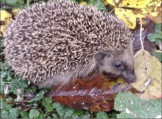 Igel2020