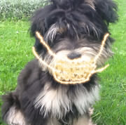 Bobby in der Corona - Zeit